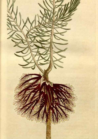 Reproducción/Reproduction 35186739545: Curtis's botanical magazine.. London ; New York [etc.] :Academic Press [etc.]