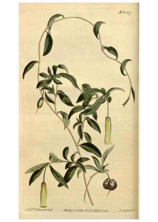 Reproducción/Reproduction 34800096230: Curtis's botanical magazine.. London ; New York [etc.] :Academic Press [etc.]