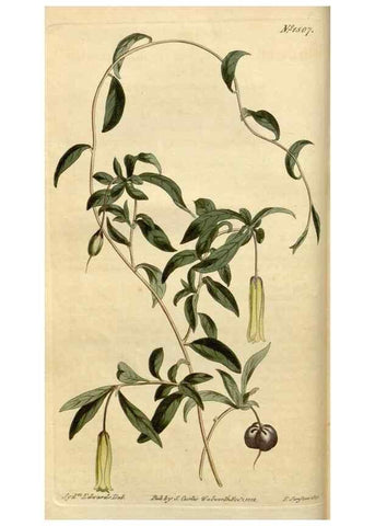 Reproducción/Reproduction 34800096230: Curtis's botanical magazine.. London ; New York [etc.] :Academic Press [etc.]