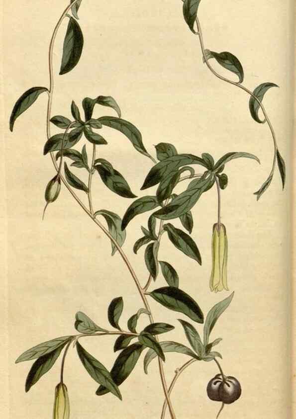 Reproducción/Reproduction 34800096230: Curtis's botanical magazine.. London ; New York [etc.] :Academic Press [etc.]