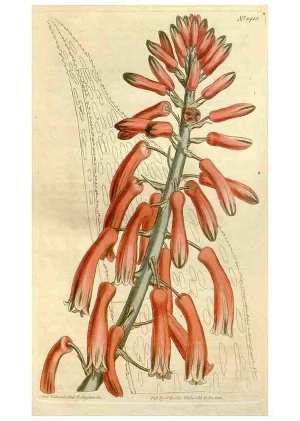 Reproducción/Reproduction 34360650683: Curtis's botanical magazine.. London ; New York [etc.] :Academic Press [etc.]