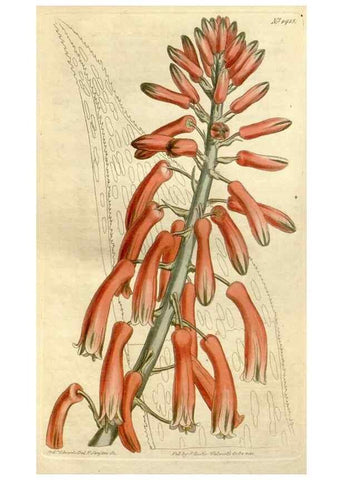 Reproducción/Reproduction 34360650683: Curtis's botanical magazine.. London ; New York [etc.] :Academic Press [etc.]