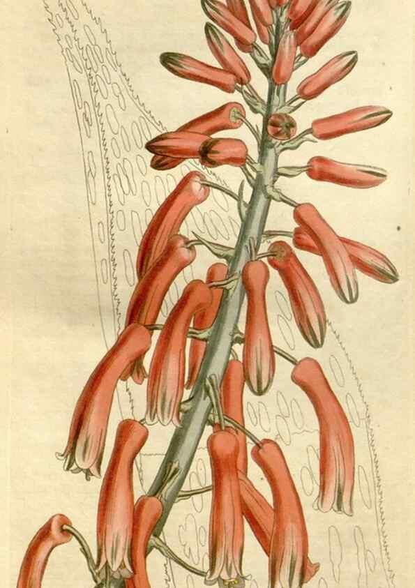 Reproducción/Reproduction 34360650683: Curtis's botanical magazine.. London ; New York [etc.] :Academic Press [etc.]