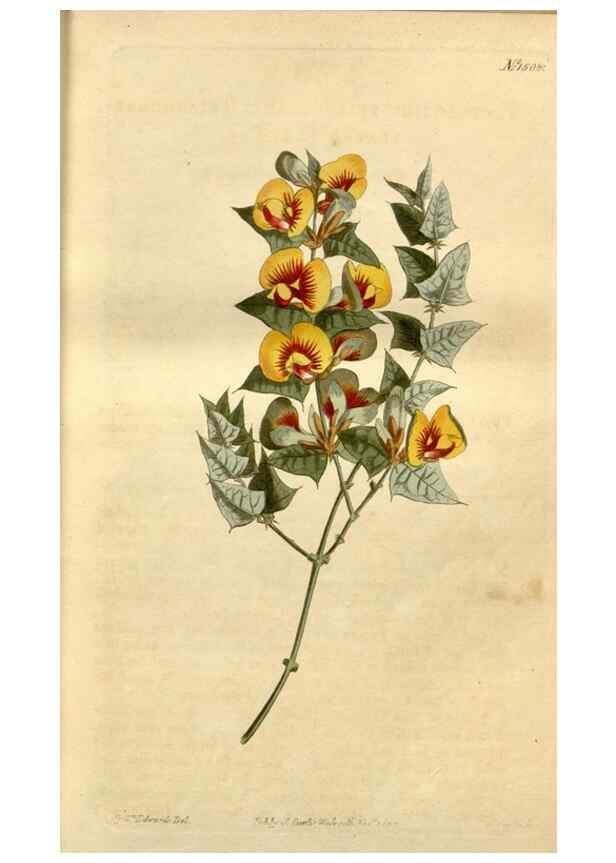 Reproducción/Reproduction 35021583112: Curtis's botanical magazine.. London ; New York [etc.] :Academic Press [etc.]