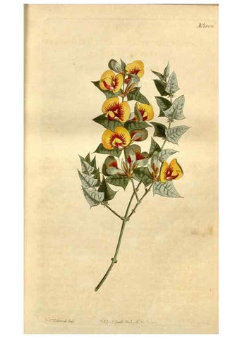 Reproducción/Reproduction 35021583112: Curtis's botanical magazine.. London ; New York [etc.] :Academic Press [etc.]