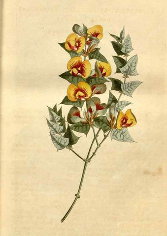 Reproducción/Reproduction 35021583112: Curtis's botanical magazine.. London ; New York [etc.] :Academic Press [etc.]