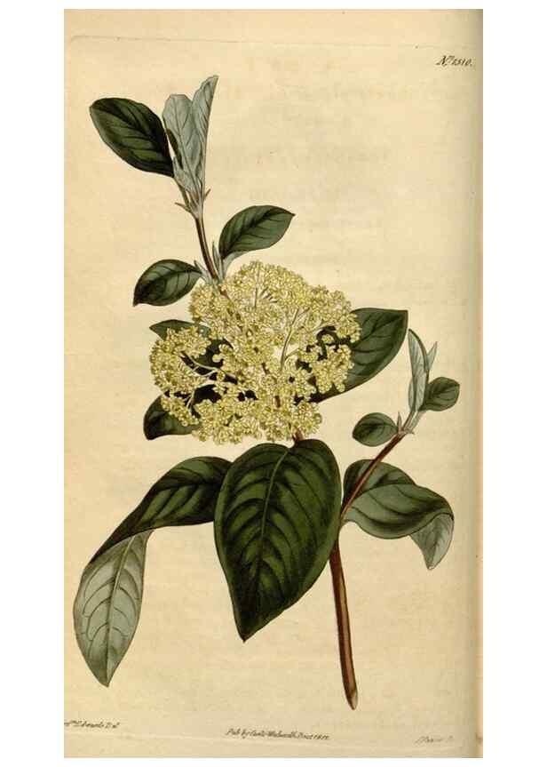 Reproducción/Reproduction 35056076561: Curtis's botanical magazine.. London ; New York [etc.] :Academic Press [etc.]