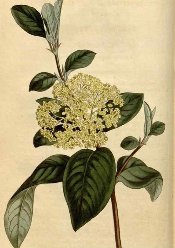 Reproducción/Reproduction 35056076561: Curtis's botanical magazine.. London ; New York [etc.] :Academic Press [etc.]
