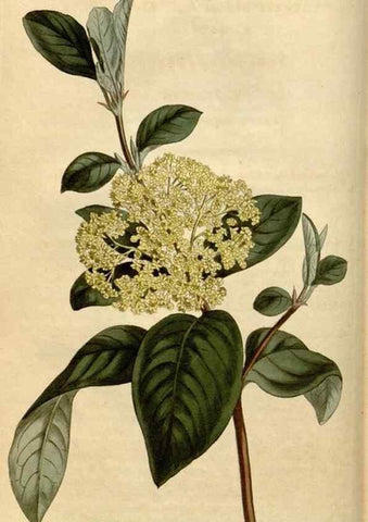 Reproducción/Reproduction 35056076561: Curtis's botanical magazine.. London ; New York [etc.] :Academic Press [etc.]