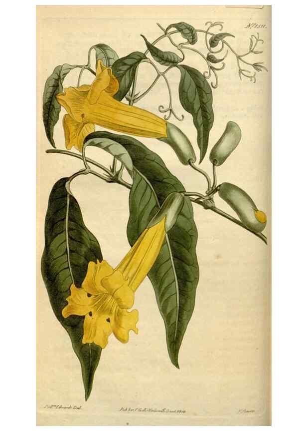 Reproducción/Reproduction 35021588542: Curtis's botanical magazine.. London ; New York [etc.] :Academic Press [etc.]
