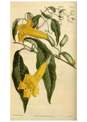 Reproducción/Reproduction 35021588542: Curtis's botanical magazine.. London ; New York [etc.] :Academic Press [etc.]