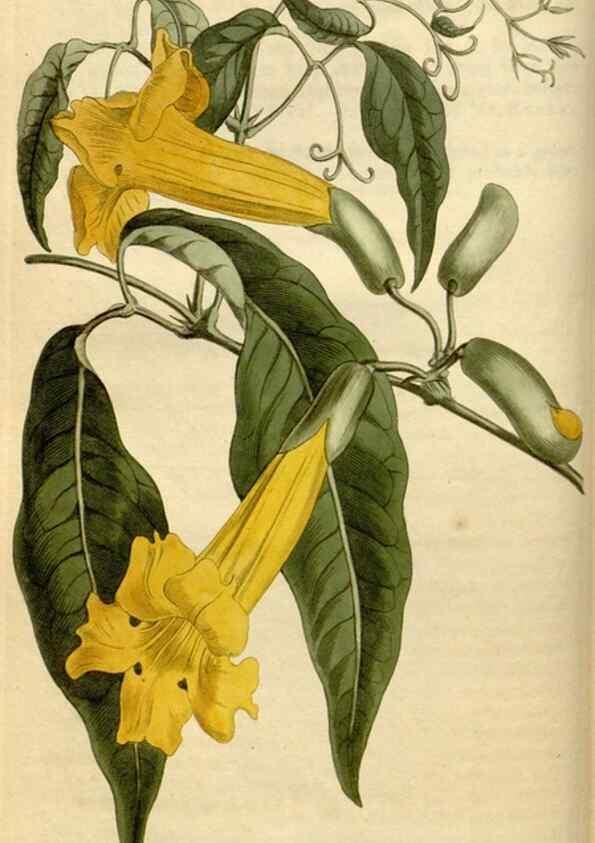 Reproducción/Reproduction 35021588542: Curtis's botanical magazine.. London ; New York [etc.] :Academic Press [etc.]