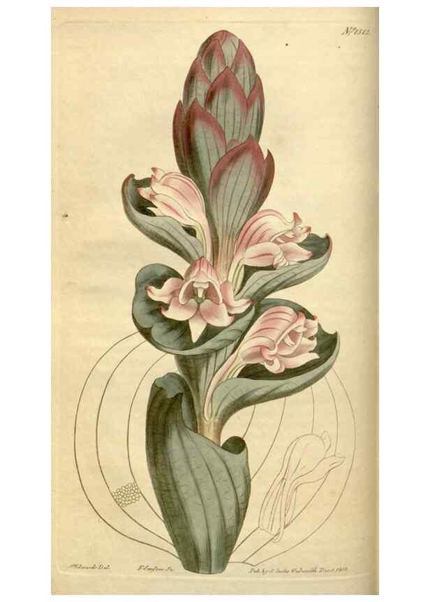 Reproducción/Reproduction 35056081921: Curtis's botanical magazine.. London ; New York [etc.] :Academic Press [etc.]