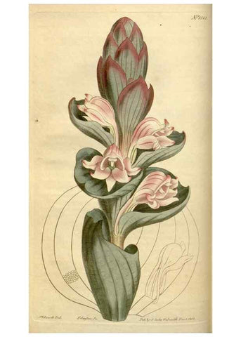 Reproducción/Reproduction 35056081921: Curtis's botanical magazine.. London ; New York [etc.] :Academic Press [etc.]