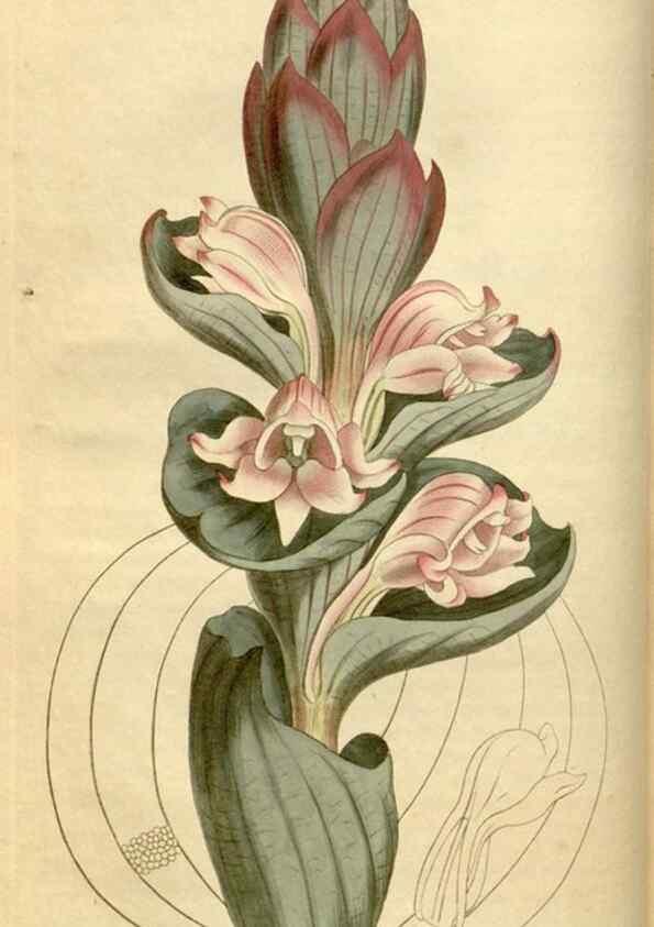 Reproducción/Reproduction 35056081921: Curtis's botanical magazine.. London ; New York [etc.] :Academic Press [etc.]