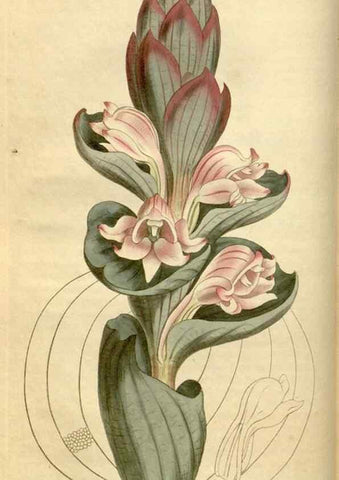 Reproducción/Reproduction 35056081921: Curtis's botanical magazine.. London ; New York [etc.] :Academic Press [etc.]