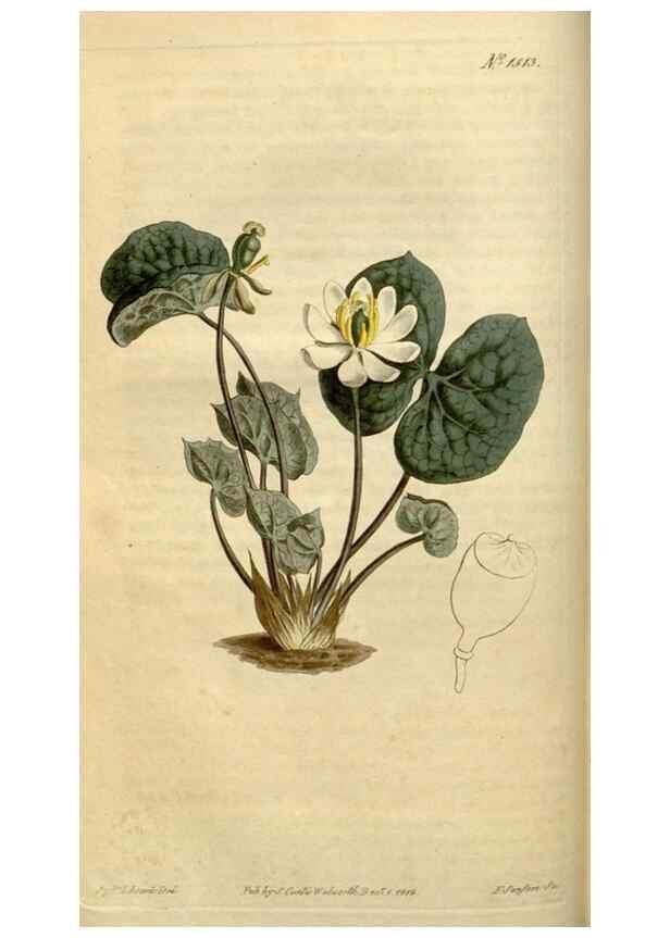 Reproducción/Reproduction 35021593802: Curtis's botanical magazine.. London ; New York [etc.] :Academic Press [etc.]