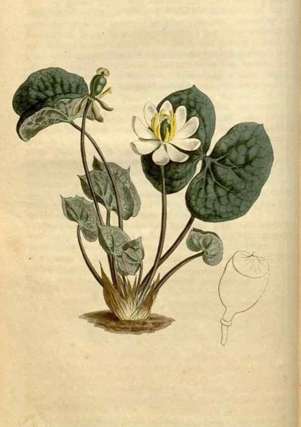 Reproducción/Reproduction 35021593802: Curtis's botanical magazine.. London ; New York [etc.] :Academic Press [etc.]