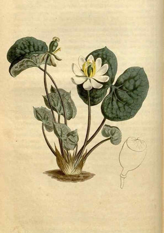 Reproducción/Reproduction 35021593802: Curtis's botanical magazine.. London ; New York [etc.] :Academic Press [etc.]