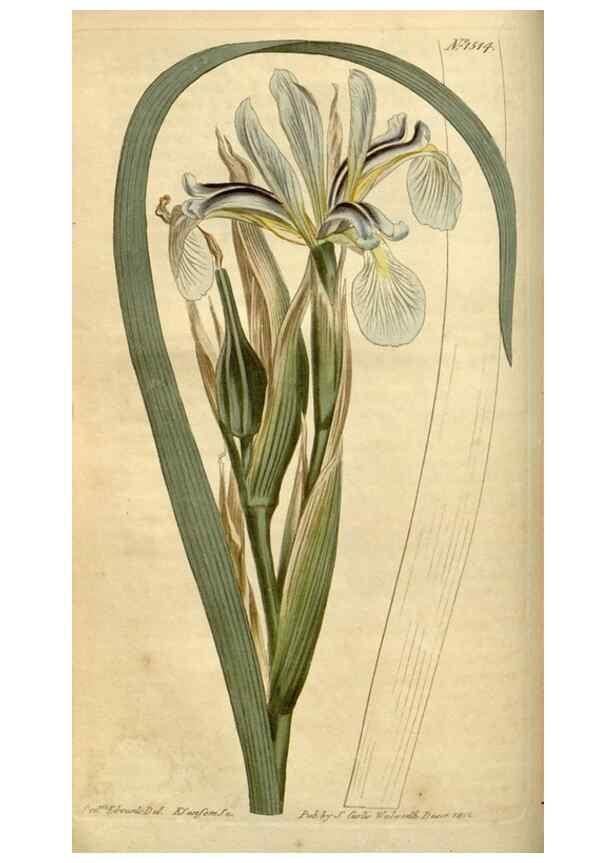 Reproducción/Reproduction 35021596812: Curtis's botanical magazine.. London ; New York [etc.] :Academic Press [etc.]