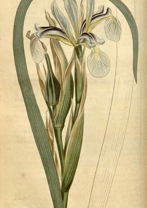Reproducción/Reproduction 35021596812: Curtis's botanical magazine.. London ; New York [etc.] :Academic Press [etc.]