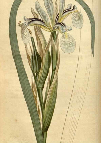 Reproducción/Reproduction 35021596812: Curtis's botanical magazine.. London ; New York [etc.] :Academic Press [etc.]