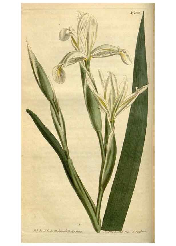 Reproducción/Reproduction 35056091641: Curtis's botanical magazine.. London ; New York [etc.] :Academic Press [etc.]