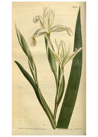 Reproducción/Reproduction 35056091641: Curtis's botanical magazine.. London ; New York [etc.] :Academic Press [etc.]