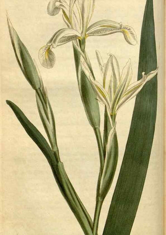 Reproducción/Reproduction 35056091641: Curtis's botanical magazine.. London ; New York [etc.] :Academic Press [etc.]