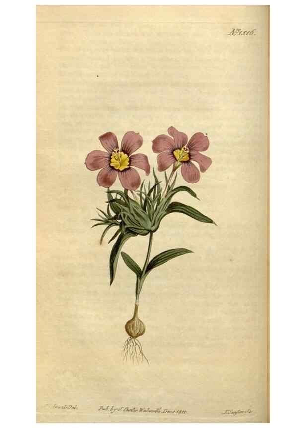 Reproducción/Reproduction 34800112300: Curtis's botanical magazine.. London ; New York [etc.] :Academic Press [etc.]