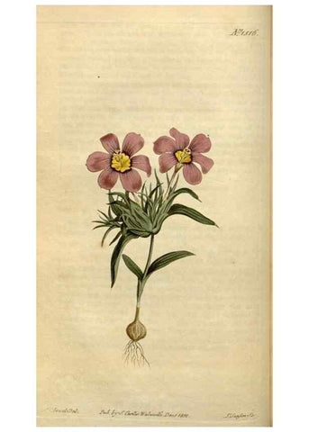 Reproducción/Reproduction 34800112300: Curtis's botanical magazine.. London ; New York [etc.] :Academic Press [etc.]