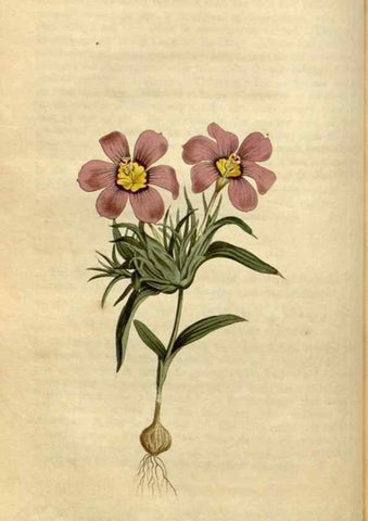 Reproducción/Reproduction 34800112300: Curtis's botanical magazine.. London ; New York [etc.] :Academic Press [etc.]