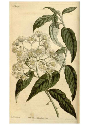 Reproducción/Reproduction 35186744435: Curtis's botanical magazine.. London ; New York [etc.] :Academic Press [etc.]