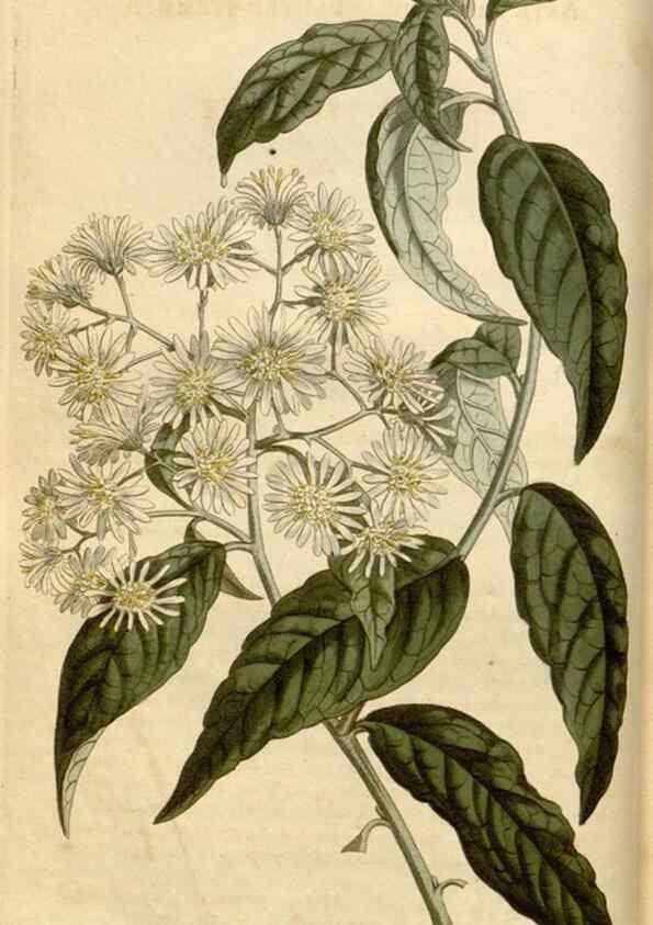 Reproducción/Reproduction 35186744435: Curtis's botanical magazine.. London ; New York [etc.] :Academic Press [etc.]