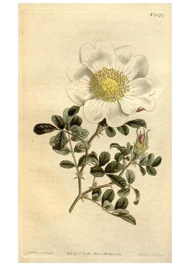 Reproducción/Reproduction 35005243552: Curtis's botanical magazine.. London ; New York [etc.] :Academic Press [etc.]