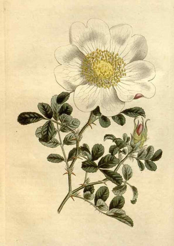 Reproducción/Reproduction 35005243552: Curtis's botanical magazine.. London ; New York [etc.] :Academic Press [etc.]