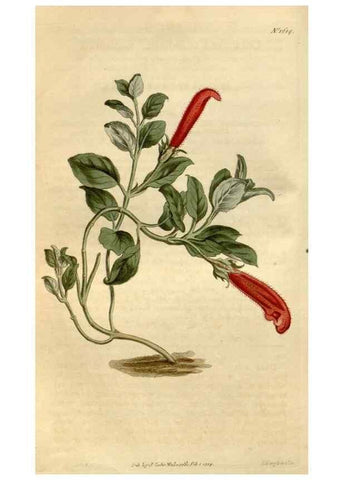 Reproducción/Reproduction 35186976685: Curtis's botanical magazine.. London ; New York [etc.] :Academic Press [etc.]