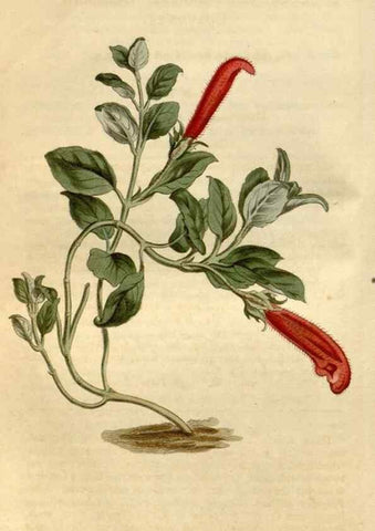 Reproducción/Reproduction 35186976685: Curtis's botanical magazine.. London ; New York [etc.] :Academic Press [etc.]