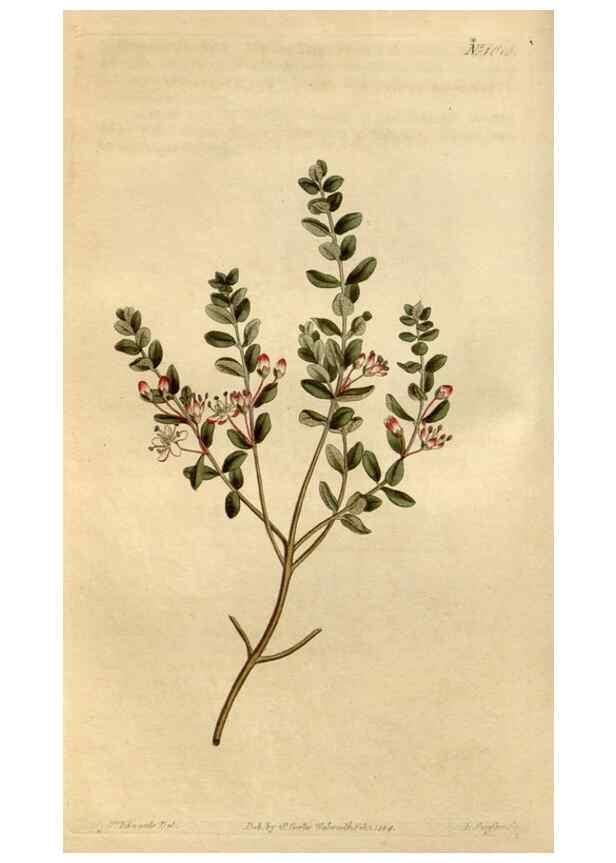 Reproducción/Reproduction 35146723066: Curtis's botanical magazine.. London ; New York [etc.] :Academic Press [etc.]