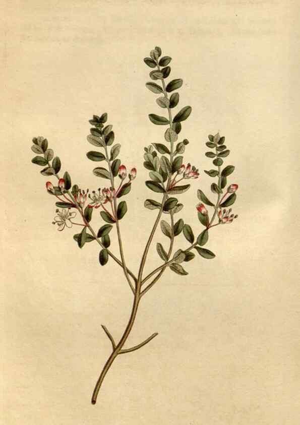Reproducción/Reproduction 35146723066: Curtis's botanical magazine.. London ; New York [etc.] :Academic Press [etc.]