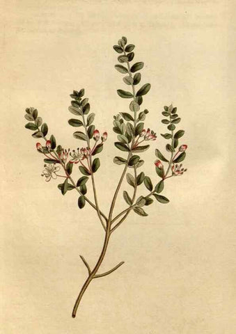 Reproducción/Reproduction 35146723066: Curtis's botanical magazine.. London ; New York [etc.] :Academic Press [etc.]