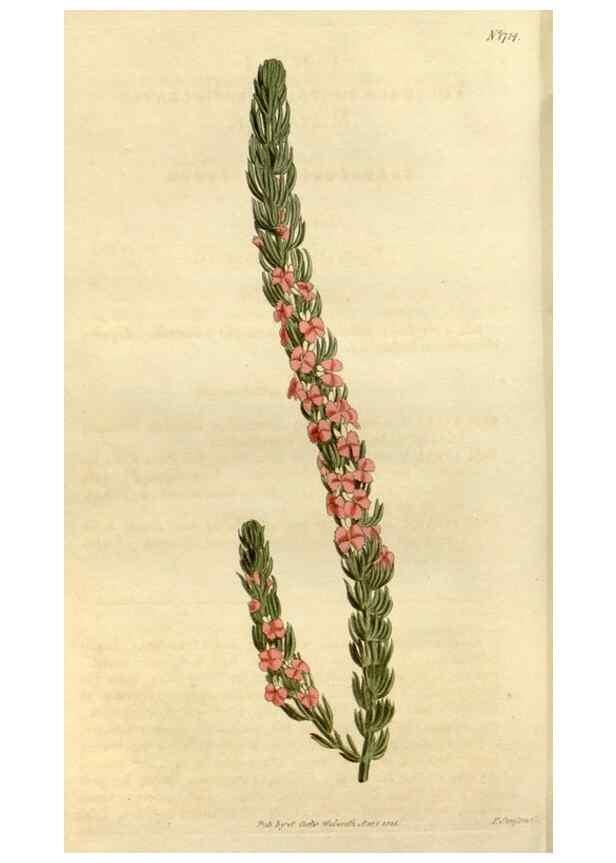 Reproducción/Reproduction 35022139202: Curtis's botanical magazine.. London ; New York [etc.] :Academic Press [etc.]