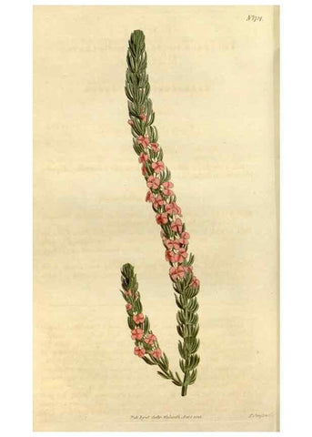 Reproducción/Reproduction 35022139202: Curtis's botanical magazine.. London ; New York [etc.] :Academic Press [etc.]