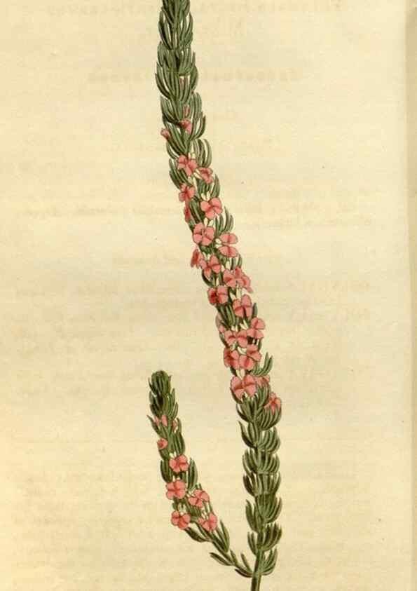 Reproducción/Reproduction 35022139202: Curtis's botanical magazine.. London ; New York [etc.] :Academic Press [etc.]