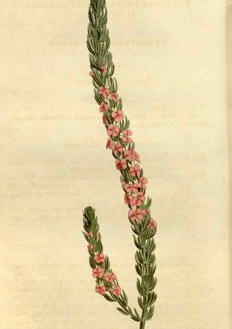 Reproducción/Reproduction 35022139202: Curtis's botanical magazine.. London ; New York [etc.] :Academic Press [etc.]
