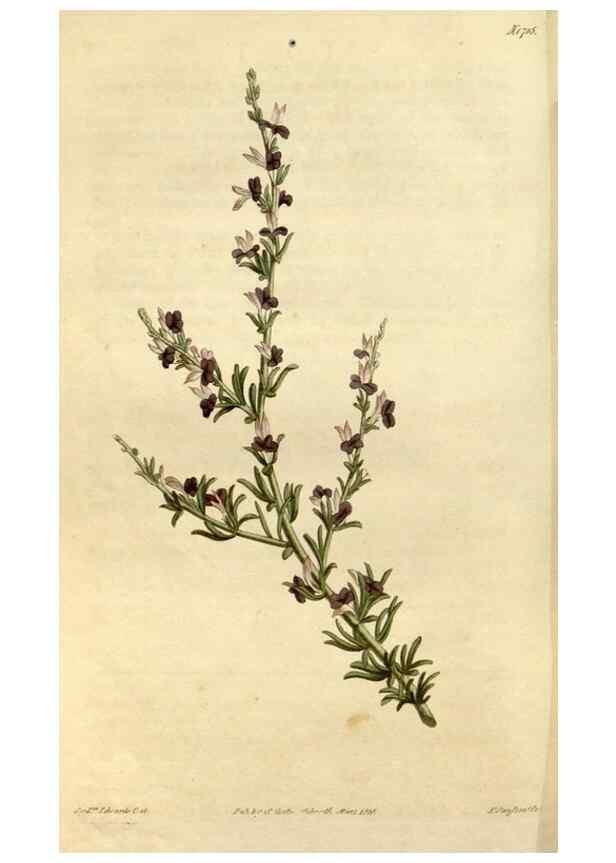 Reproducción/Reproduction 34342583054: Curtis's botanical magazine.. London ; New York [etc.] :Academic Press [etc.]