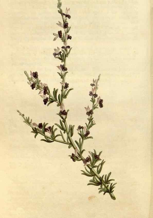 Reproducción/Reproduction 34342583054: Curtis's botanical magazine.. London ; New York [etc.] :Academic Press [etc.]