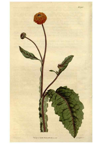 Reproducción/Reproduction 34342585314: Curtis's botanical magazine.. London ; New York [etc.] :Academic Press [etc.]