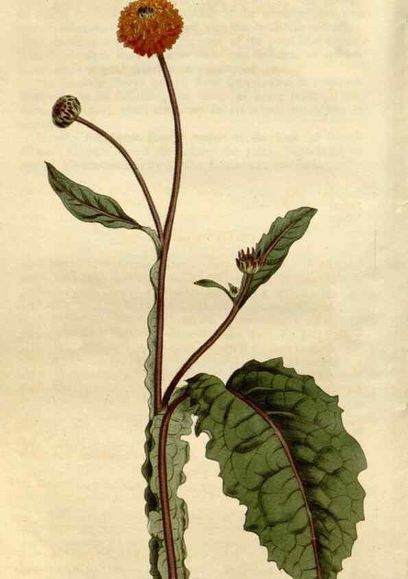Reproducción/Reproduction 34342585314: Curtis's botanical magazine.. London ; New York [etc.] :Academic Press [etc.]