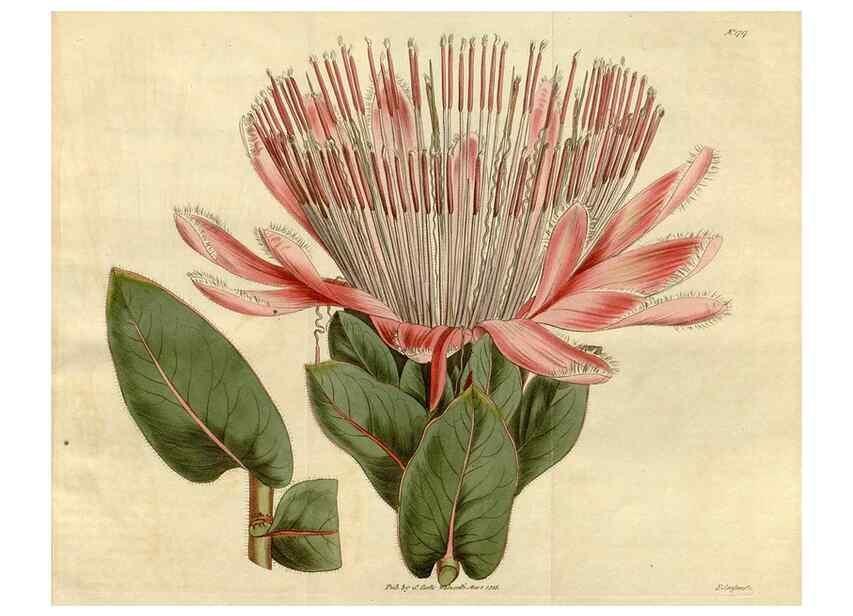 Reproducción/Reproduction 34342586924: Curtis's botanical magazine.. London ; New York [etc.] :Academic Press [etc.]
